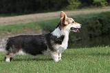 CORGI PEMBROKE 296